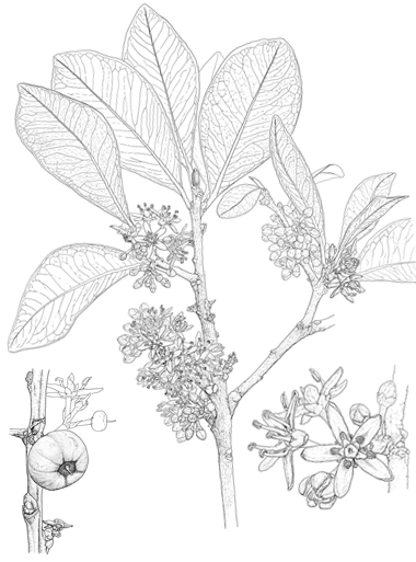 Heberdenia bahamensis
